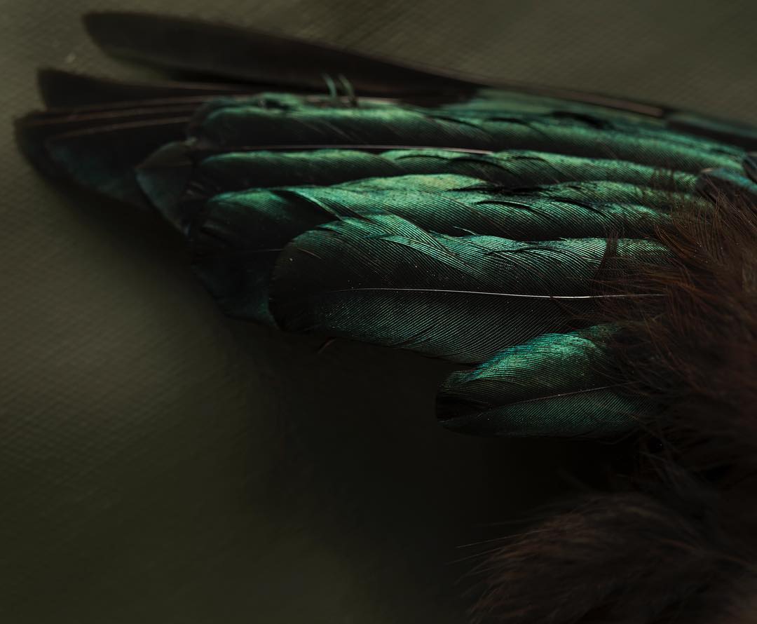 Tūī wing